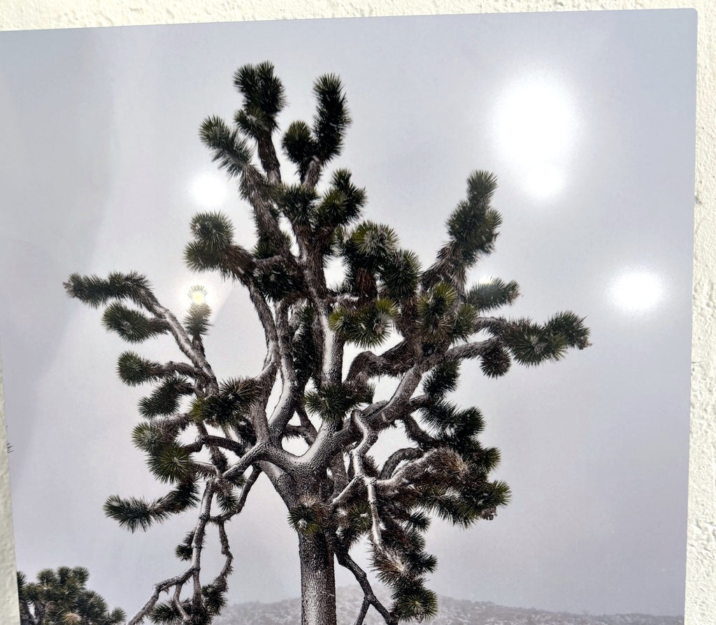 Tami Roleff — "The Lorax Tree"**  16″ × 20″ · Photography on Metal · Value TBD · Starting bid $200