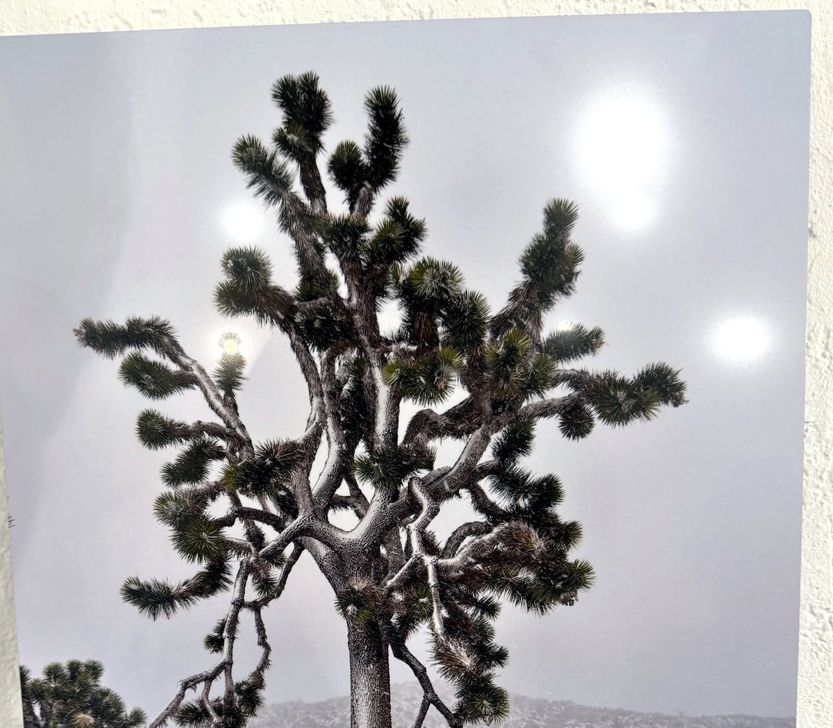 Tami Roleff — "The Lorax Tree"**  16″ × 20″ · Photography on Metal · Value TBD · Starting bid $200